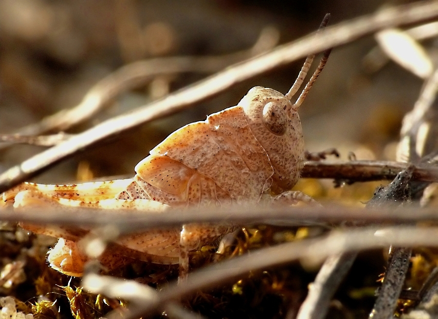 Wczytywanie Obrazu...