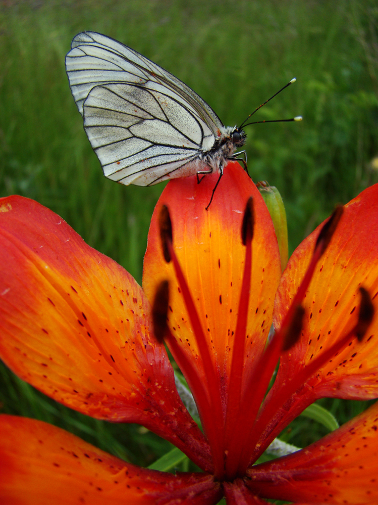 Wczytywanie Obrazu...