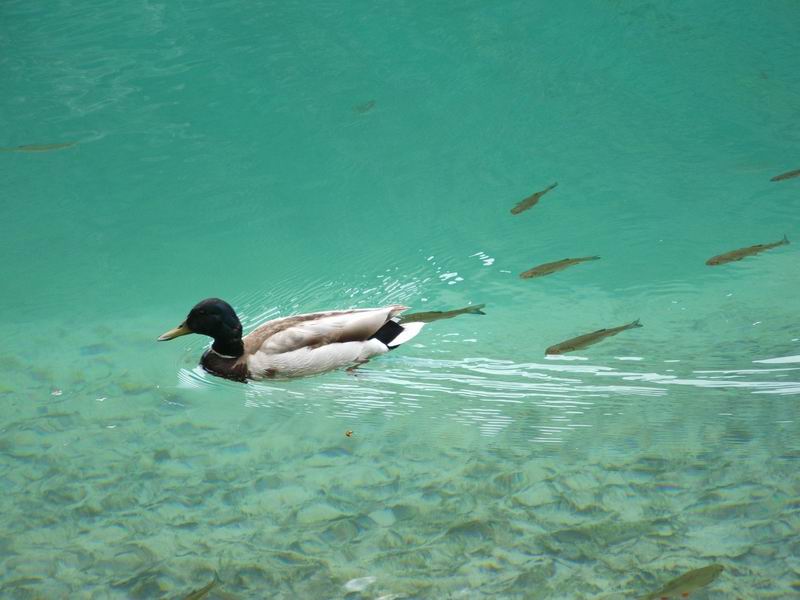 Wczytywanie Obrazu...