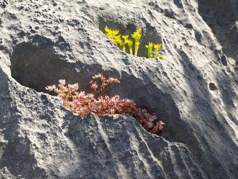 Wczytywanie Obrazu...