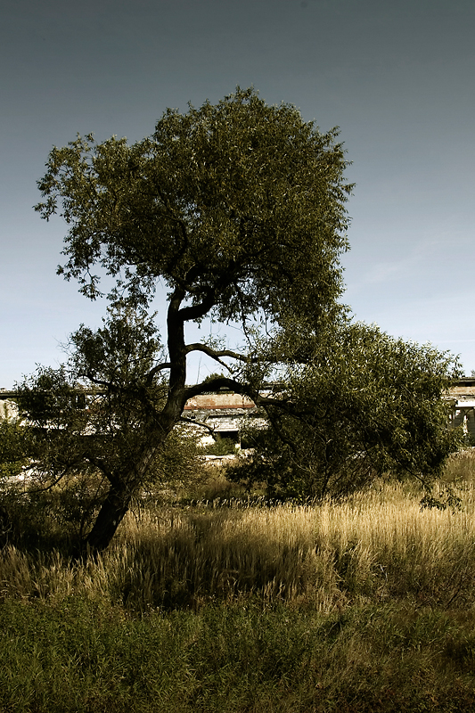 Wczytywanie Obrazu...