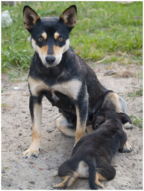 Wczytywanie Obrazu...