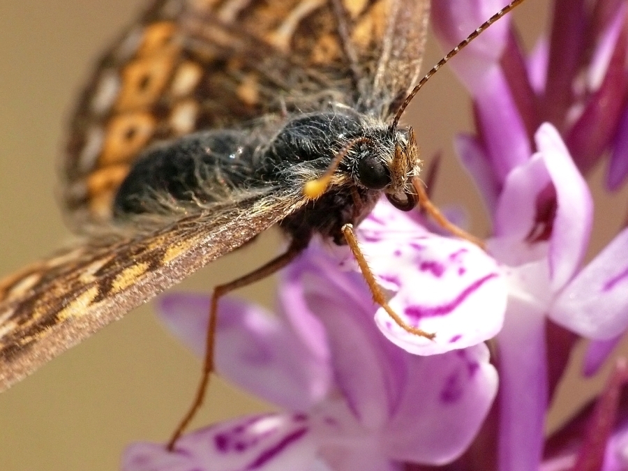 Wczytywanie Obrazu...