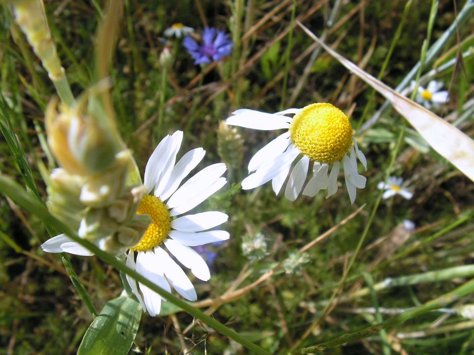 Wczytywanie Obrazu...