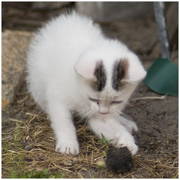 Wczytywanie Obrazu...