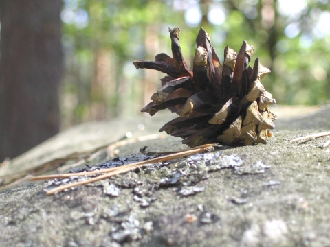 Wczytywanie Obrazu...