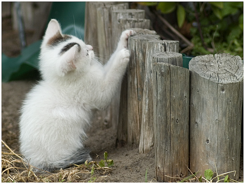 Wczytywanie Obrazu...