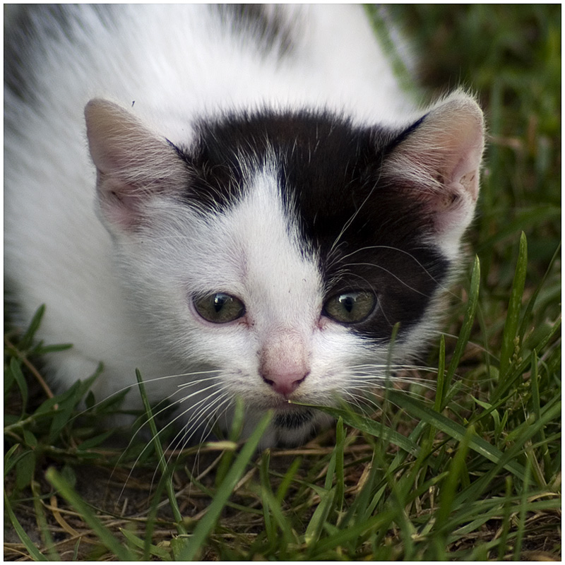 Wczytywanie Obrazu...