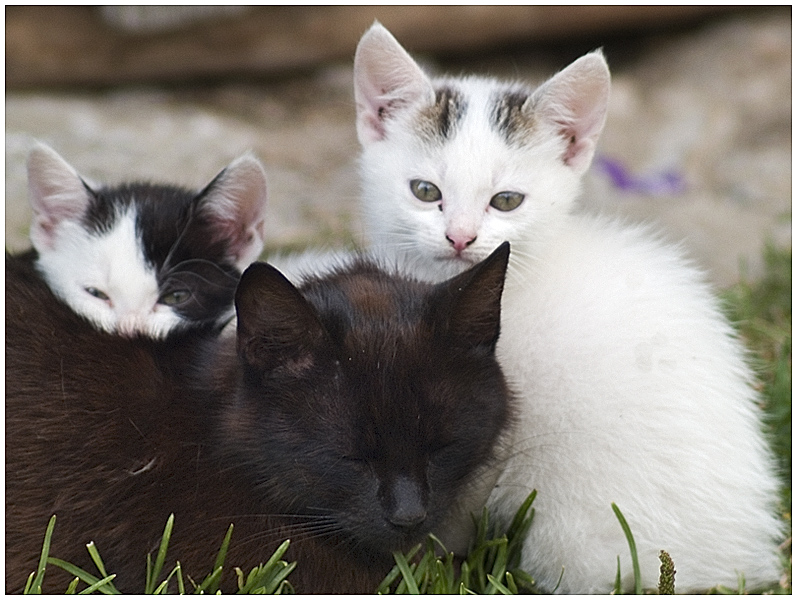 Wczytywanie Obrazu...