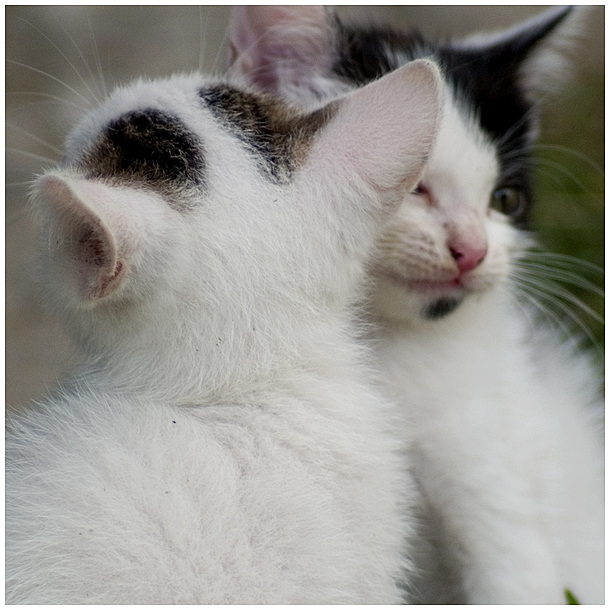 Wczytywanie Obrazu...