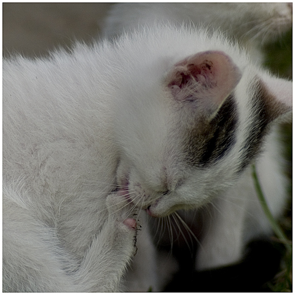 Wczytywanie Obrazu...