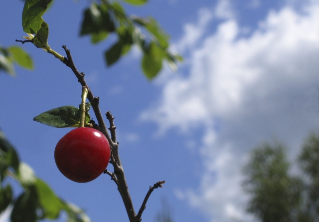 Wczytywanie Obrazu...