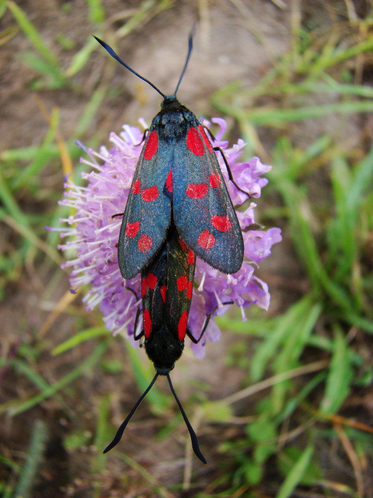 Wczytywanie Obrazu...