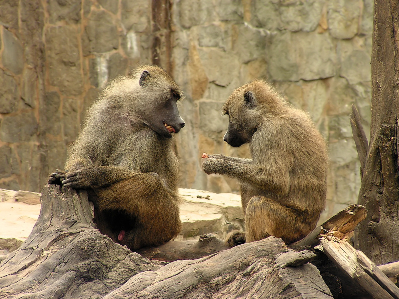 Wczytywanie Obrazu...