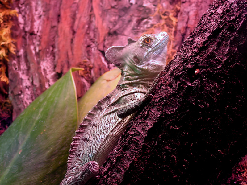 Wczytywanie Obrazu...