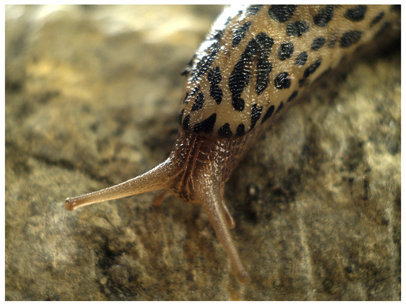 Wczytywanie Obrazu...