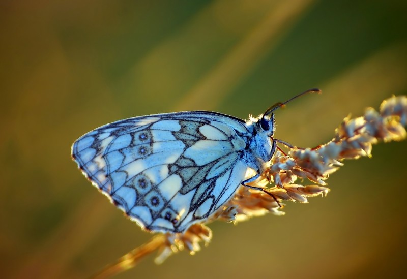 Wczytywanie Obrazu...