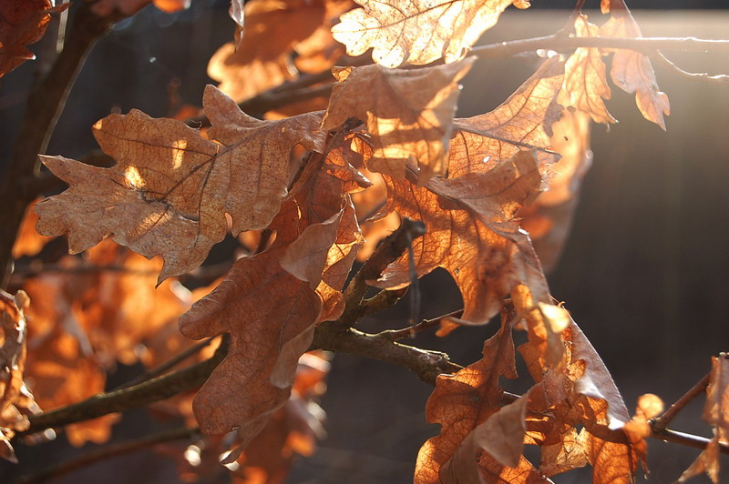 Wczytywanie Obrazu...