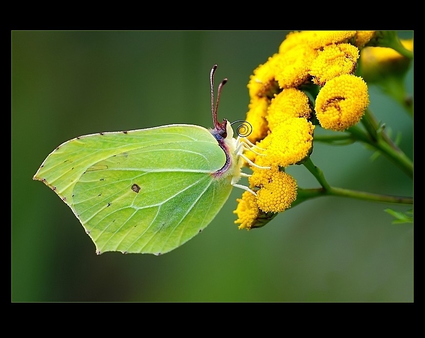 Wczytywanie Obrazu...