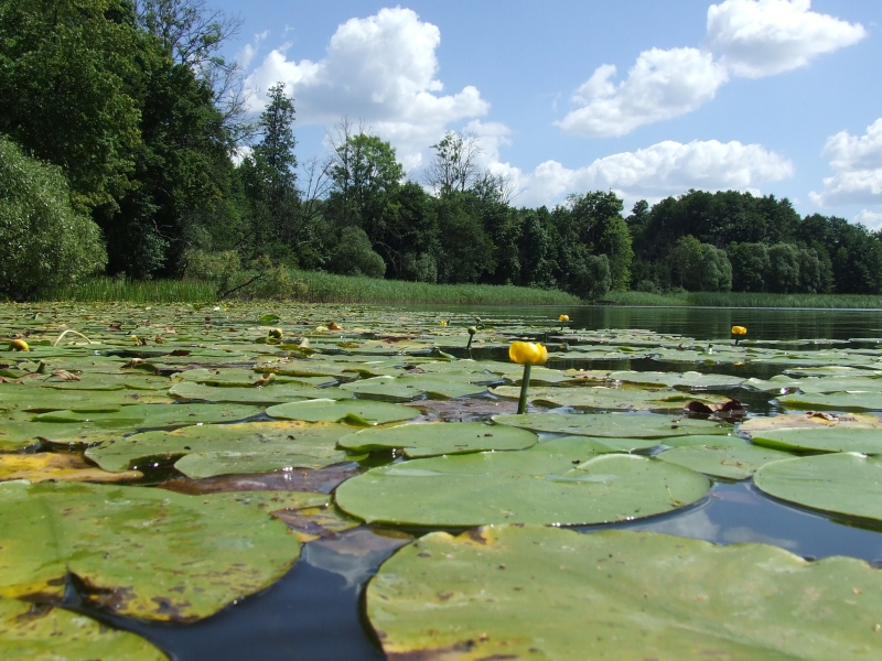 Wczytywanie Obrazu...