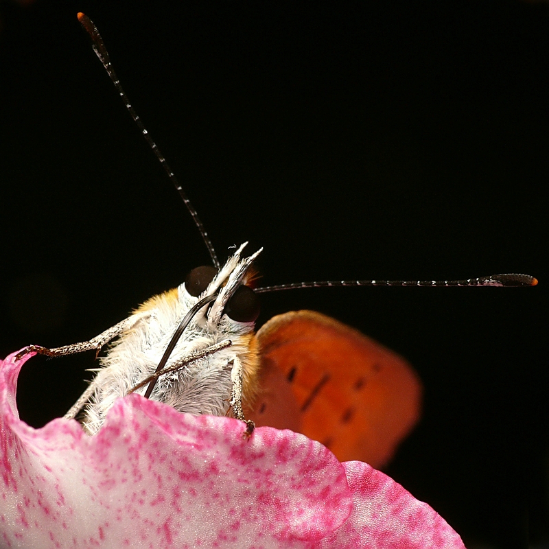 Wczytywanie Obrazu...