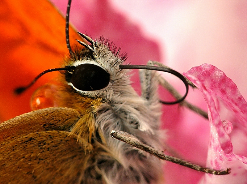 Wczytywanie Obrazu...