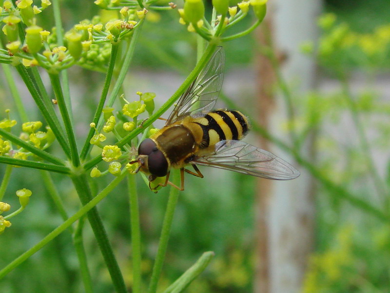 Wczytywanie Obrazu...