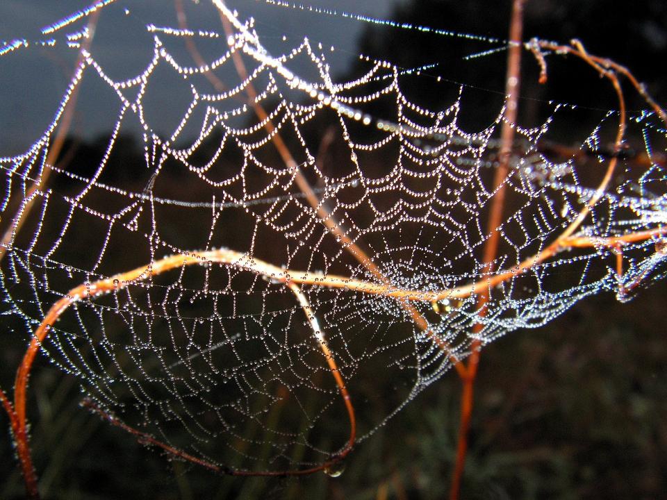 Wczytywanie Obrazu...