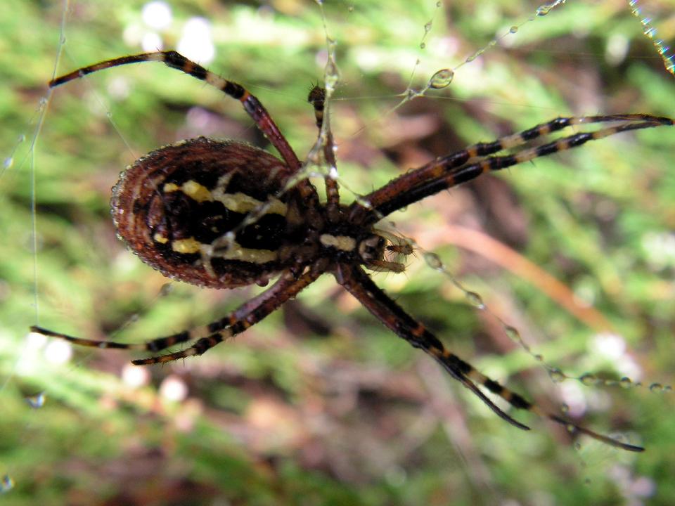 Wczytywanie Obrazu...