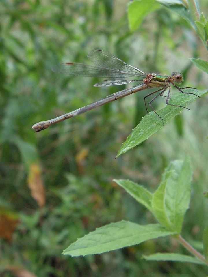 Wczytywanie Obrazu...