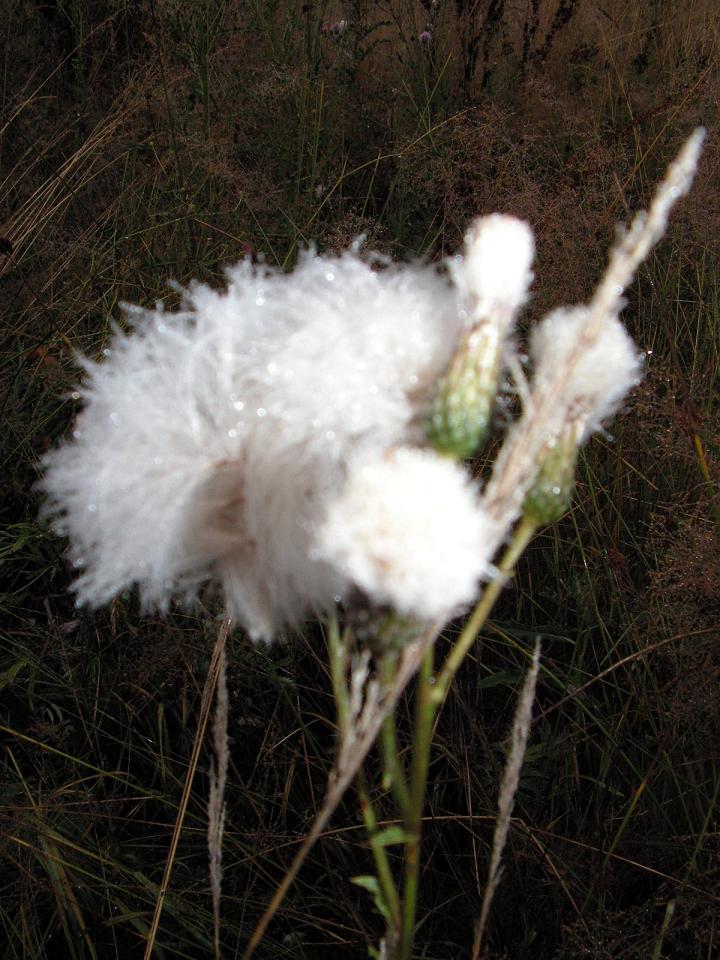 Wczytywanie Obrazu...