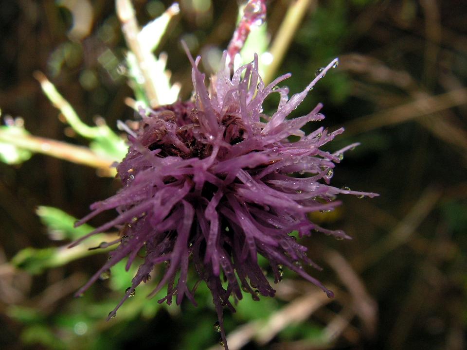 Wczytywanie Obrazu...