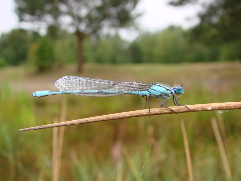 Wczytywanie Obrazu...