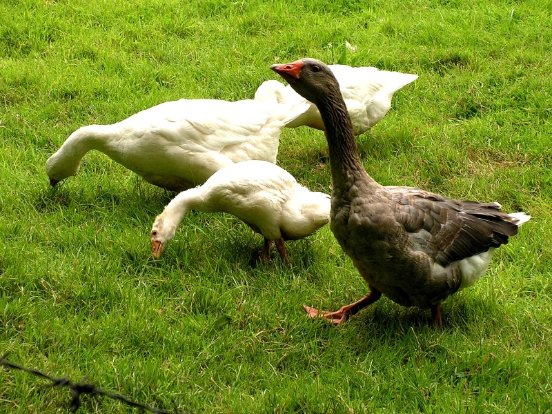 Wczytywanie Obrazu...