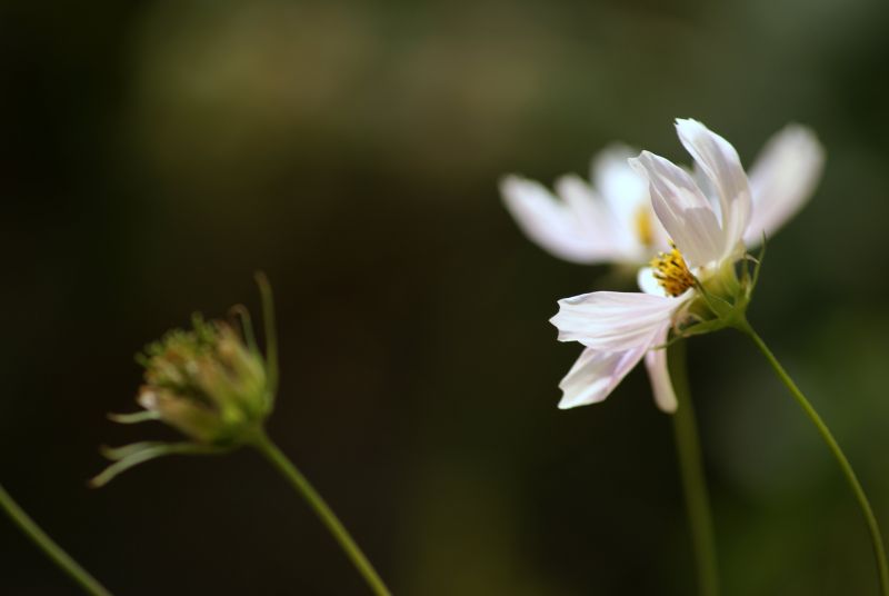 Wczytywanie Obrazu...