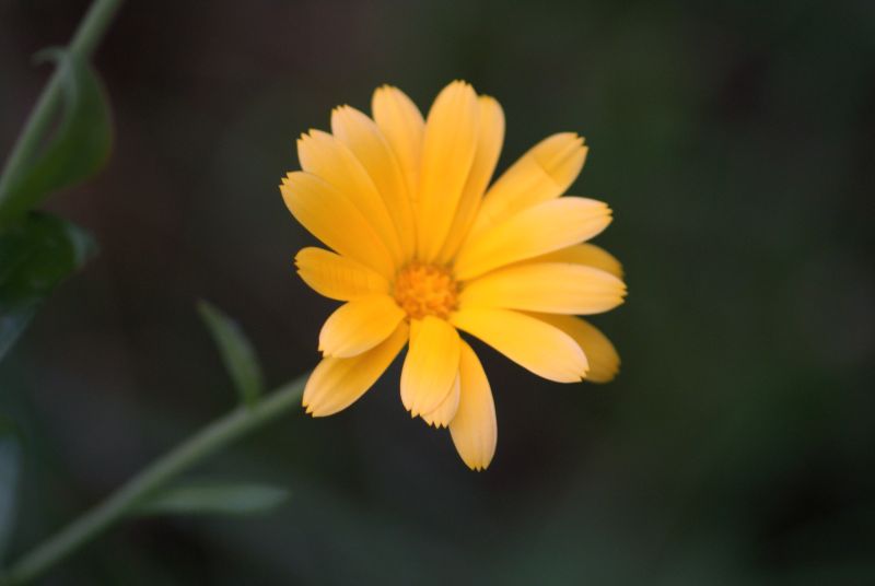 Wczytywanie Obrazu...