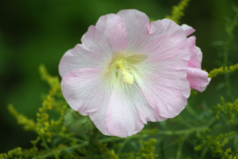 Wczytywanie Obrazu...