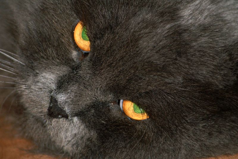 Wczytywanie Obrazu...