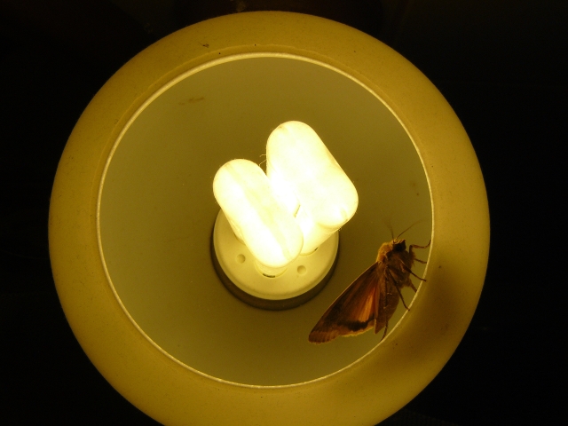 Wczytywanie Obrazu...