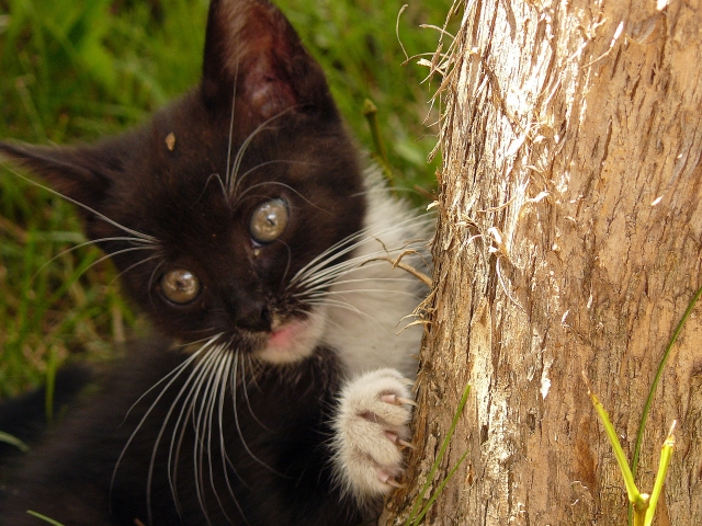 Wczytywanie Obrazu...