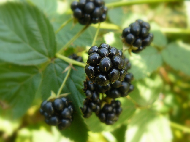 Wczytywanie Obrazu...