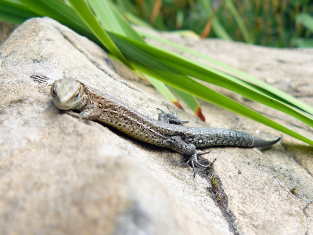 Wczytywanie Obrazu...