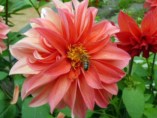 Wczytywanie Obrazu...