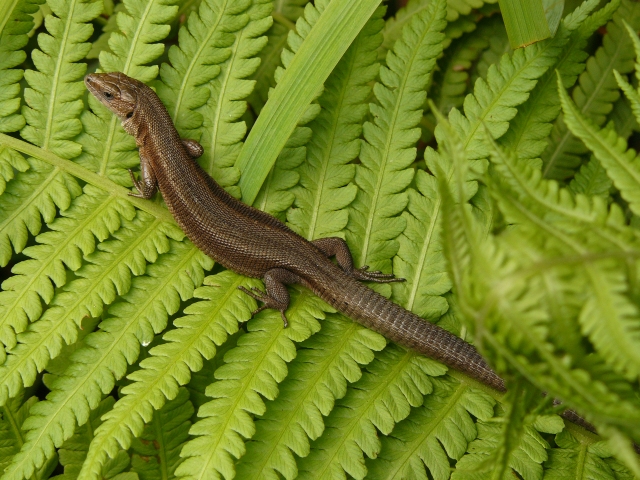 Wczytywanie Obrazu...