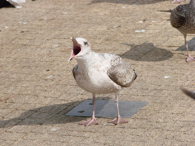 Wczytywanie Obrazu...