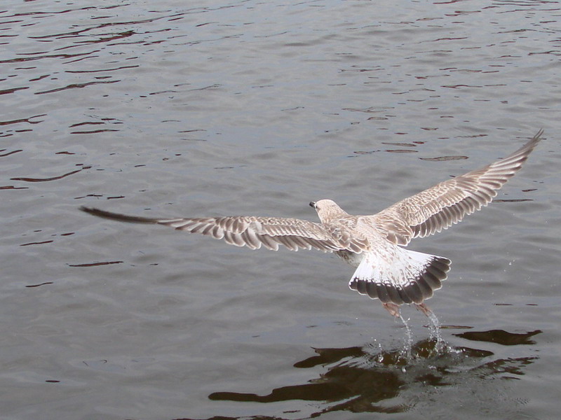 Wczytywanie Obrazu...