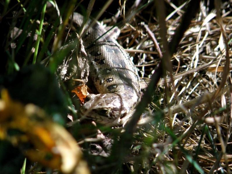 Wczytywanie Obrazu...