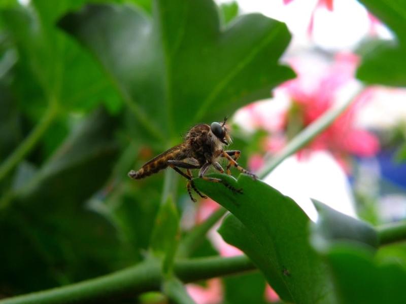 Wczytywanie Obrazu...