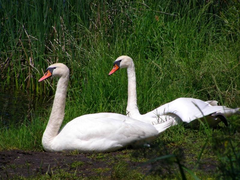 Wczytywanie Obrazu...