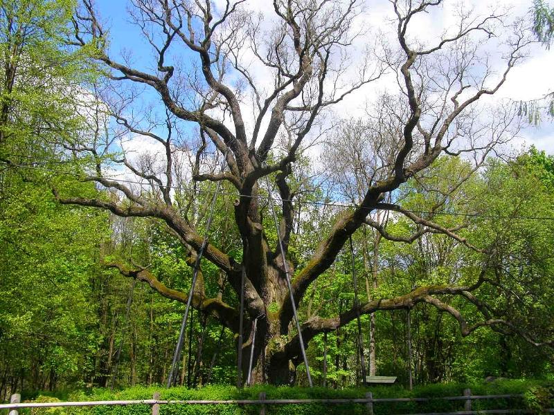 Wczytywanie Obrazu...